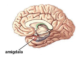 amigdala.gif